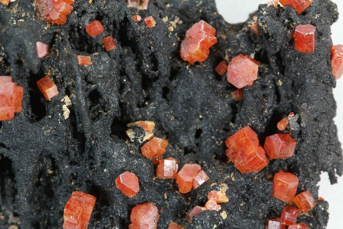 Red Vanadinite Crystals On ManganeseOxide - Morocco #38506